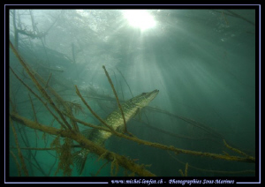 King Pike Fish Hunting Time... Close to the surface... Sm... by Michel Lonfat 